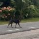 DISERANG ANJING LIAR