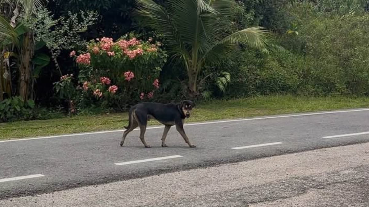 DISERANG ANJING LIAR