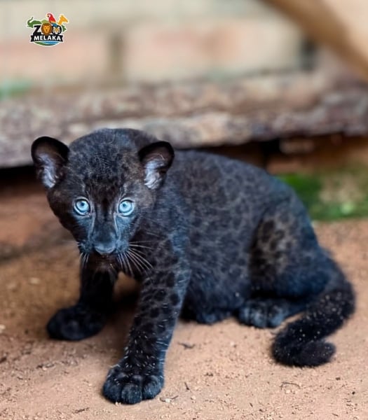 harimau kumbang