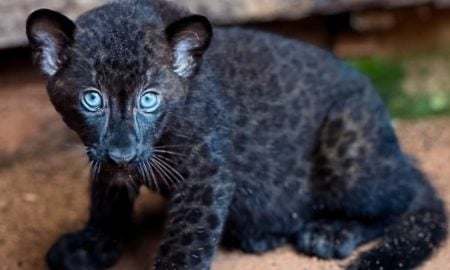 harimau kumbang