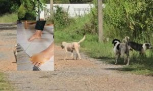 SERANGAN ANJING LIAR