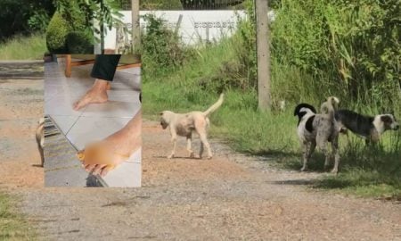 SERANGAN ANJING LIAR
