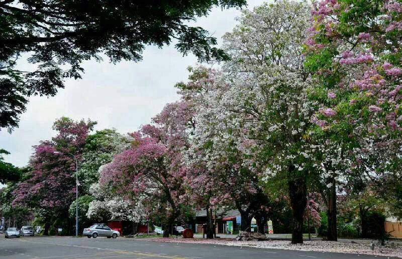 Memang Cantik. Suasana Bagaikan Musim Bunga di Korea atau Jepun, Sebenarnya di Malaysia. Lihat Kedah Berubah Wajah.
