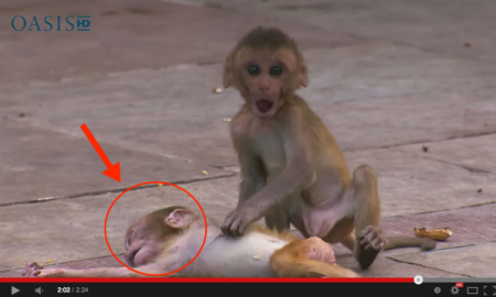 Anak Monyet Ini Mati Akibat Pergaduhan. Tak Sampai Hati Bila Lihat Kesedihan Ibunya, Cukup Menyayat Hati.