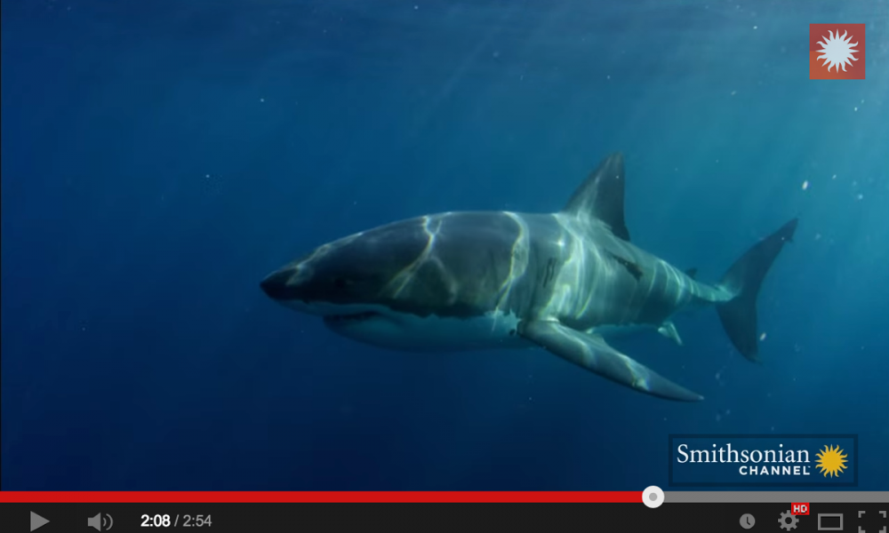 Ikan Jerung ‘Great White Shark’ Besar Ini Di Baham Binatang Misteri