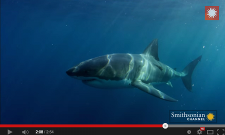 Adakah Ikan Jerung 'Great White Shark' Ini Di Baham Binatang Misteri? Kekal Rahsia Allah