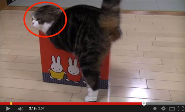 Kotak Sangat Kecil, Tapi Kucing Ini Cuba Masuk Juga. Comel Sangat!