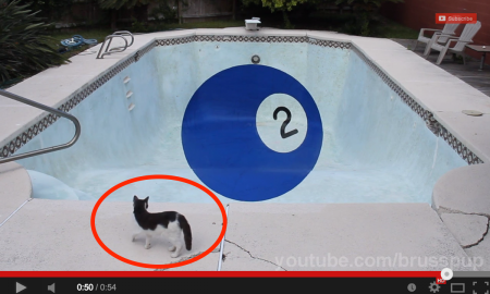 Kucing Ini Takut Jatuh Kolam, Sebab Nampak Macam 'Swimming Pool', Tapi Bukan.