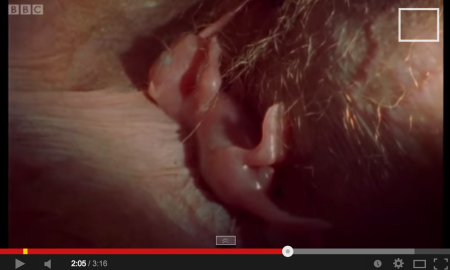 Lihat Proses Kelahiran Bayi Kanggaru Yang Menakjubkan. Hanya Untuk Yang Berani Sahaja!