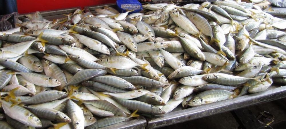 4 Tips Memilih Ikan Segar Di Pasar Pilih Beli Simpan 