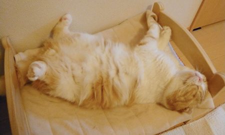 10 Gaya Kucing Tidur Atas Katil IKEA Yang Comel