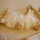 10 Gaya Kucing Tidur Atas Katil IKEA Yang Comel