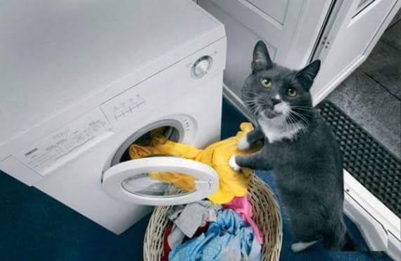 Ada jual tak kucing yang pandai basuh baju macam ini?