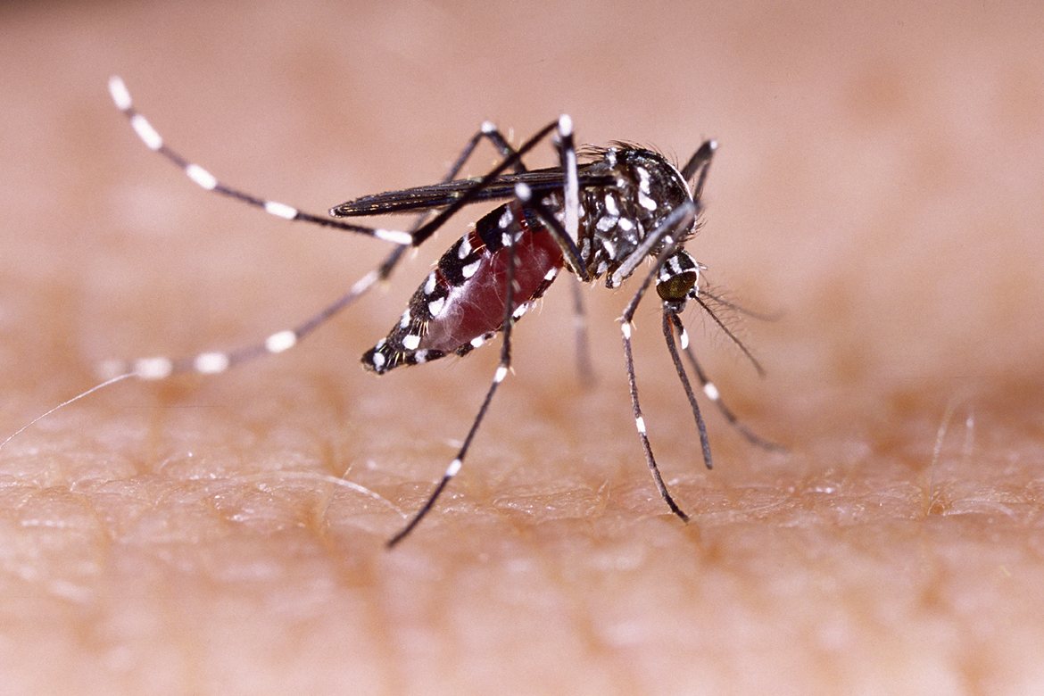 cara mencegah virus Zika