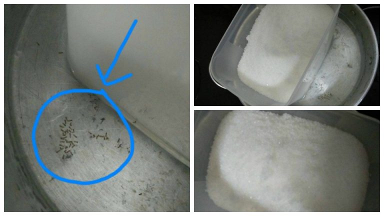8 Petua Halau Semut Yang 'Berparti' Dalam Bekas Gula Anda