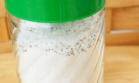 petua halau semut dalam bekas gula