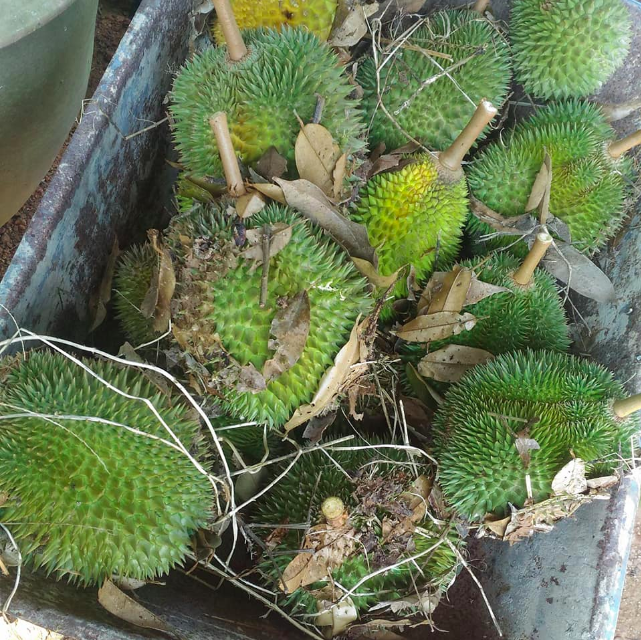 Resepi Durian Crepe Gebu - Wagon R Jateng