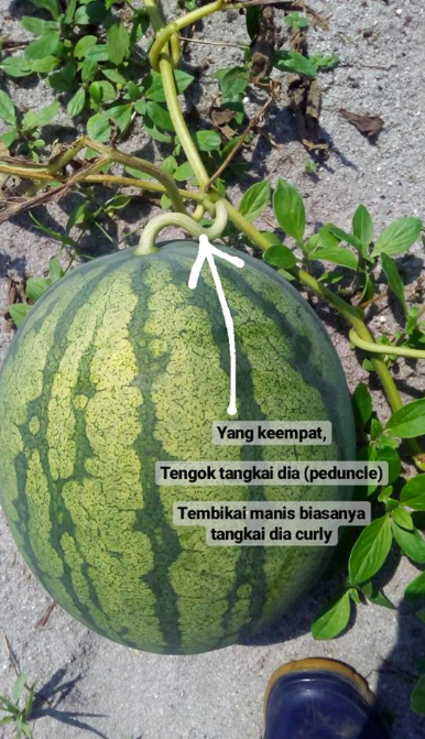 Macam Mana Nak Pilih Buah Tembikai Yang Manis Ini Caranya