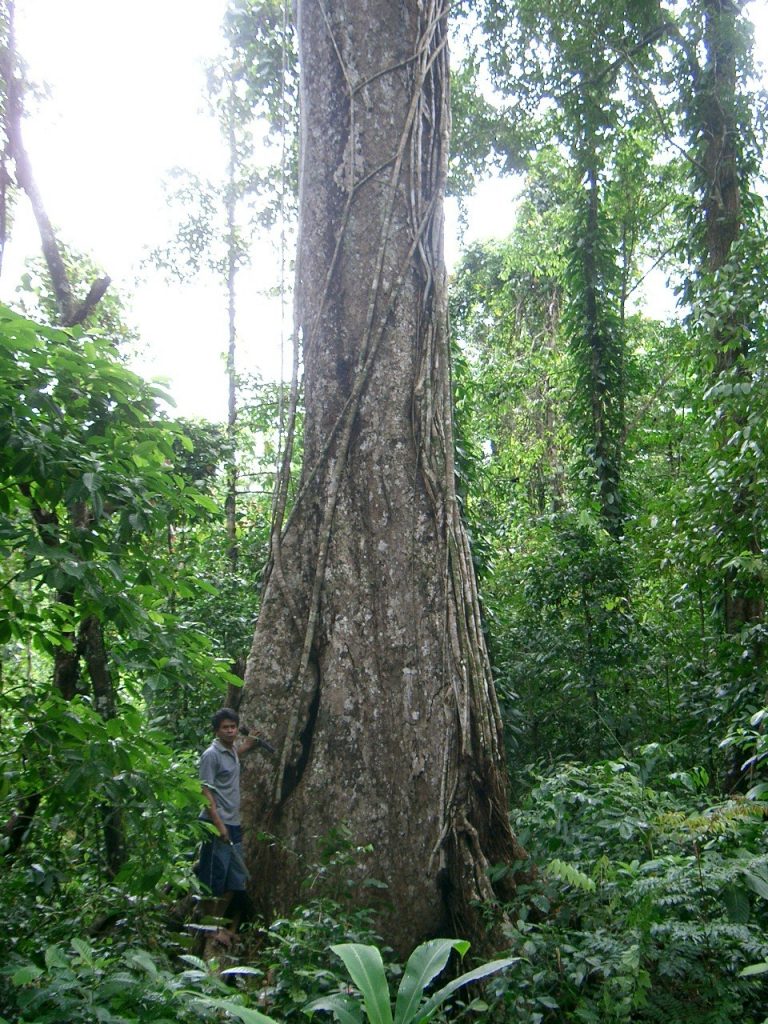 Pokok Merbau Diisytihar Pokok Kebangsaan Malaysia. Ini 5 Fakta Tentangnya